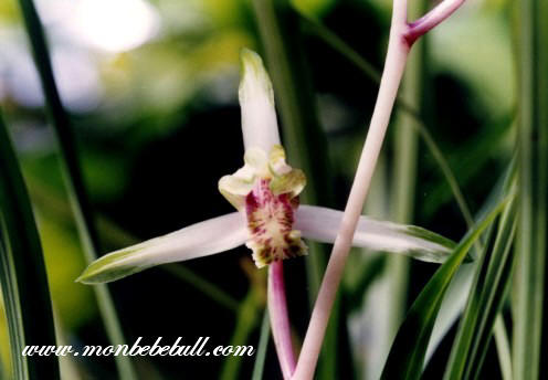 Chinese Cymbidium 3.jpg